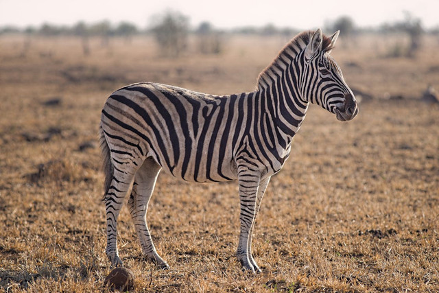 Ilustrasi Zebra Langka. Pexels/Adriaan Greyling