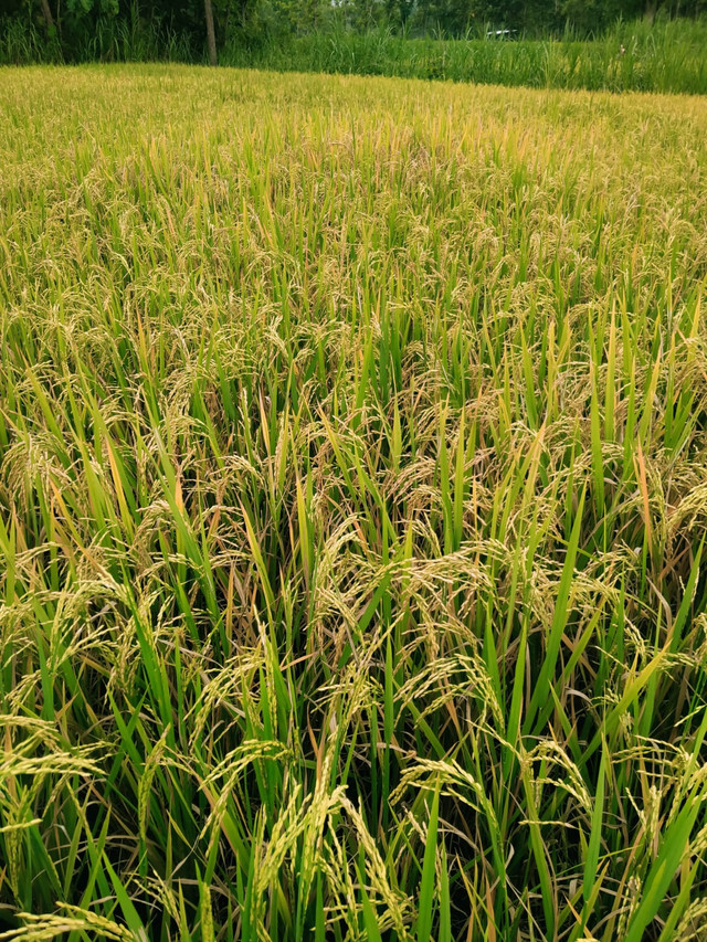 Lahan Padi Siap Panen di Kabupaten Gunungkidul. Sumber: Koleksi Pribadi