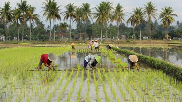 Ilustrasi sawah | Foto : Shutterstock