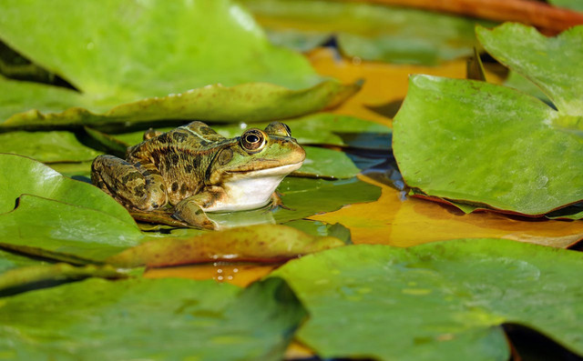 Ilustrasi katak sempurna. Foto: Pexels