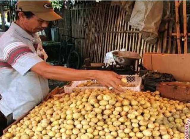 Penjual Langsat Punggur Pontianak. Foto: Dok, ANTARA