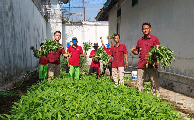 Bukti Keseriusan Dukung Ketahanan Pangan, Lapas Besi Laksanakan Panen Kangkung