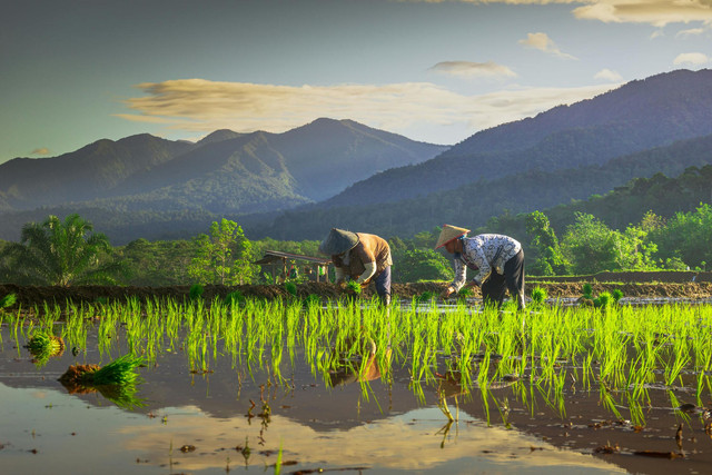 Ilustrasi Senjata Tradisional Bengkulu. Pexels/Rahmad Himawan