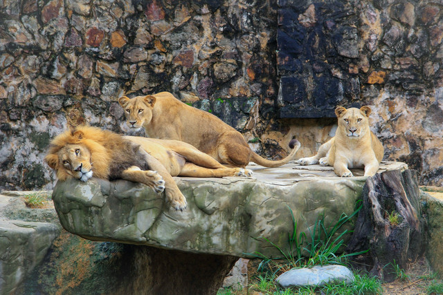 Rahmat Zoo. Foto hanya ilustrasi, bukan tempat sebenarnya. Sumber: Unsplash/Hugo Herrera