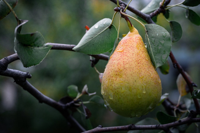 Ilustrasi cara memilih pear yang manis, foto: unsplash/Vitya Lapatey