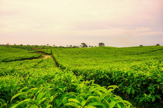 Kebun teh Majalengka, foto hanya ilustrasi, bukan tempat sebenarnya: Unsplash/amir hamzah