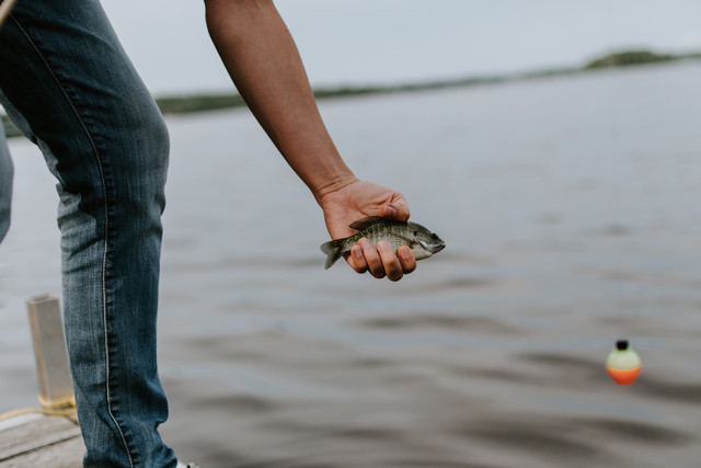 Ilustrasi Kenapa Pelampung Pancing Tidak Berdiri, Foto: Unsplash/Kelly Sikkema