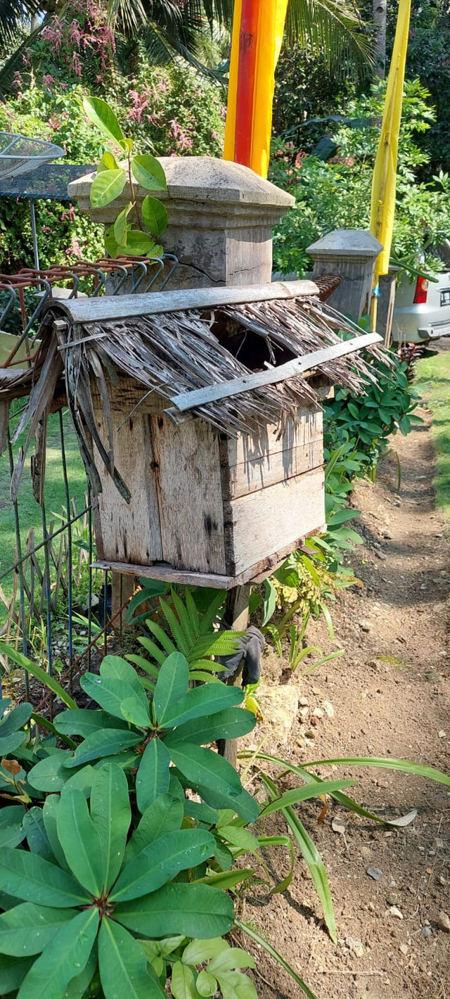 sumber pribadi: stup (sarang lebah) di halaman rumah