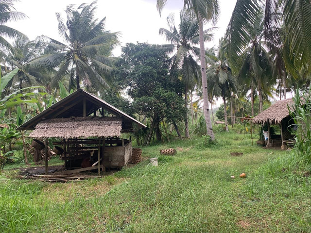 Kearifan lokal di salah satu wilayah pesisir di Kabupaten Pangandaran yang mengintegrasikan produksi hijauan dengan peternakan sapi potong.