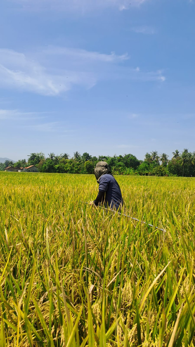 Padi siap panen. Sumber: koleksi pribadi.