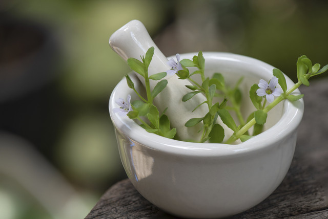 Tanaman Bacopa monnieri yang diklaim memiliki banyak khasiat kesehatan. Foto: wasanajai/Shutterstock