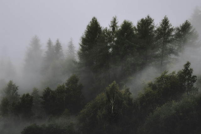 Photo by eberhard grossgasteiger from Pexels: https://www.pexels.com/photo/photo-of-foggy-forest-1367192/