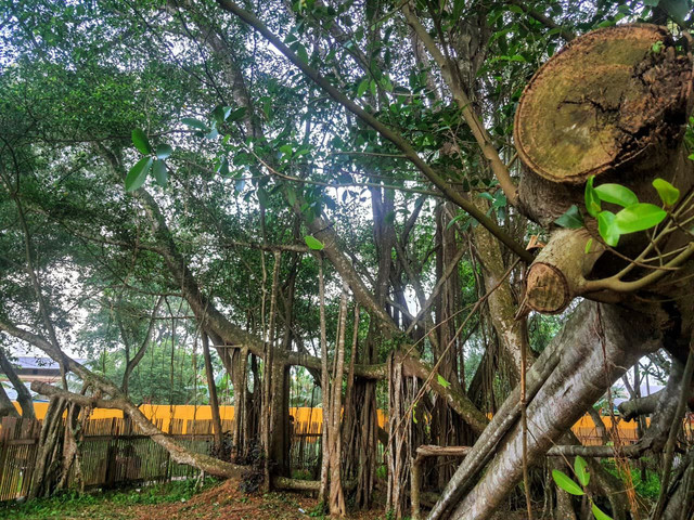 Pohon Cinta di Pulau Kemaro/Anyelir.