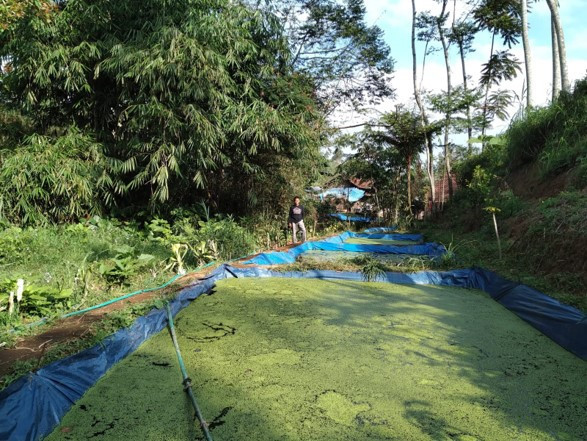 Sumber Pribadi: Budidaya Duckweed Di Pangandaran