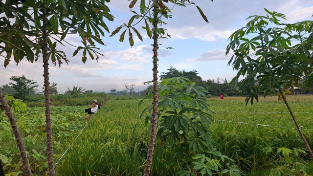 Lahan Pertanian di Kabupaten Sleman. Sumber : Koleksi Pribadi.