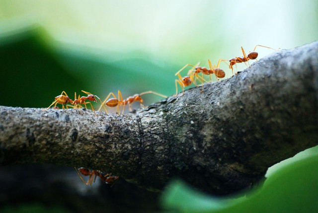 Ilustrasi Cara Budidaya Kroto Semut Rangrang tanpa Pohon. Pexels/Poranimm Athithawatthee