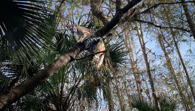 Penampakan macan kumbang florida. Foto: Facebook/FWC