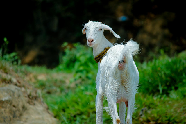 Ilustrasi cara meningkatkan nafsu makan kambing. Foto: Pexels.com/Nandhu Kumar