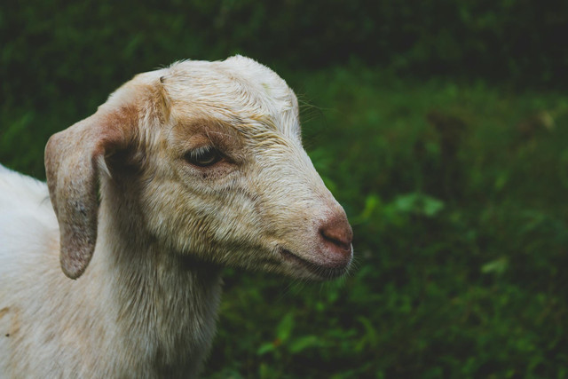 Ilustrasi cara mengatasi kambing keracunan. Foto: Pexels.com/Jeswin Thomas