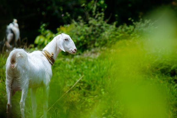 Ilustrasi cara ternak kambing etawa untuk pemula. Foto: Pexels.com/Nandhu Kumar