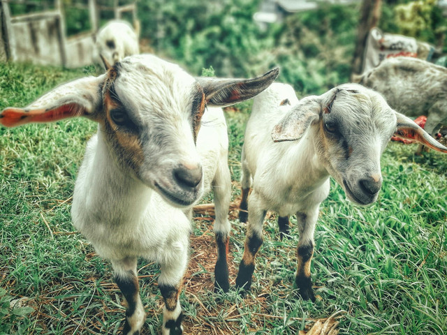 Ilustrasi cara mengatasi kambing lahir prematur. Foto: Pexels.com/Ruel Madelo