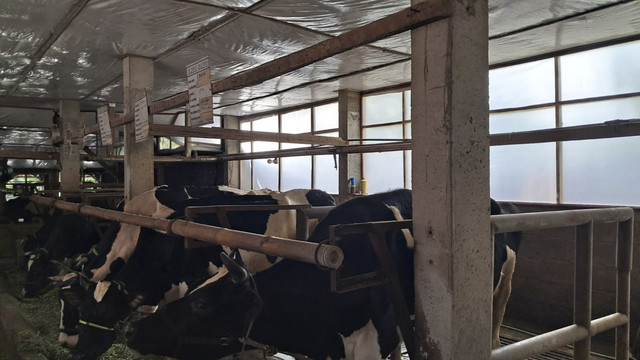 Kandang sapi berpendingin di rumah Gatot Laksono. Foto: Nur Khafifah/kumparan