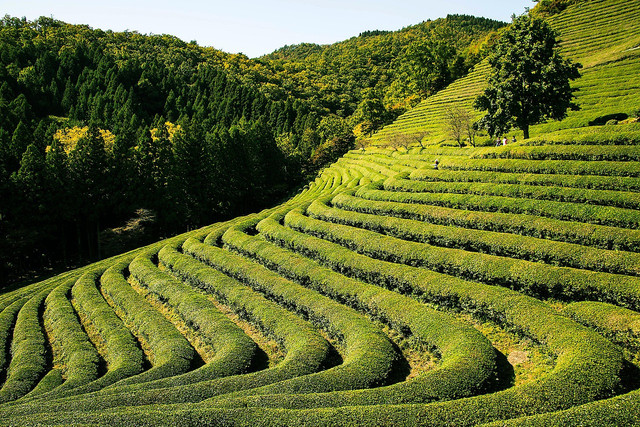 Kebun Teh Sidamanik. Foto hanya ilustrasi, bukan tempat yang sebenarnya. Sumber: Pixabay/gorkhe1980