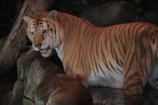 Harimau emas langka di Taman Safari Bogor. Foto: Dok. Taman Safari 