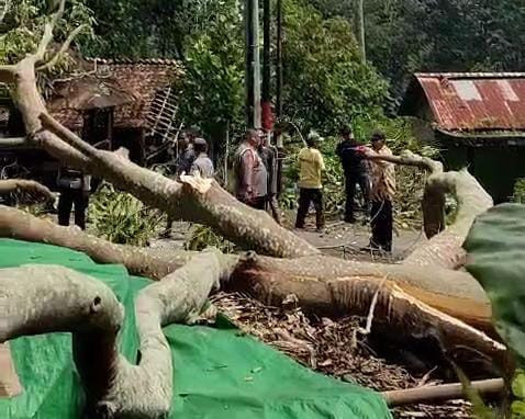 Pohon tumbang di Jalan Wan Abdurrahman, Tanjung Gedong, Kelurahan Kedaung, Kecamatan Kemiling, Kota Bandar Lampung. | Foto: Dok Istimewa