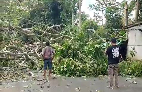 Pohon tumbang di Jalan Wan Abdurrahman, Tanjung Gedong, Kelurahan Kedaung, Kecamatan Kemiling, Kota Bandar Lampung. | Foto: Dok Istimewa