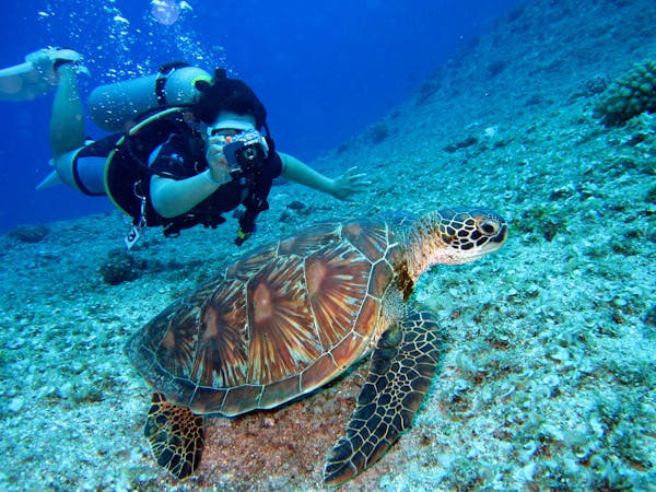 Ilustrasi cara diving di laut yang aman dan nyaman. Foto: Pexels.com/Richard Segal