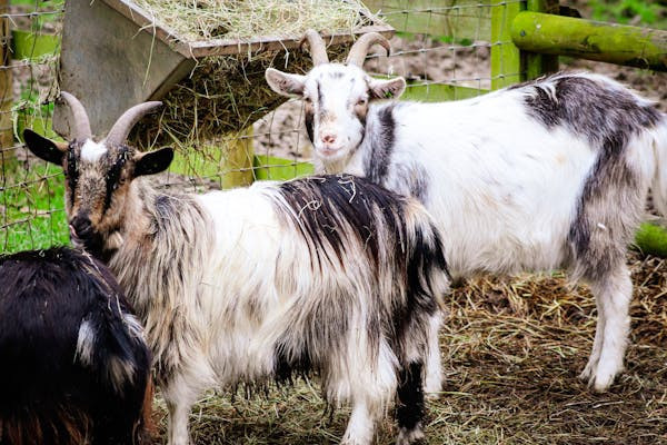 Ilustrasi cara merawat kambing habis melahirkan. Foto: Pexels.com/Samuel Phillips