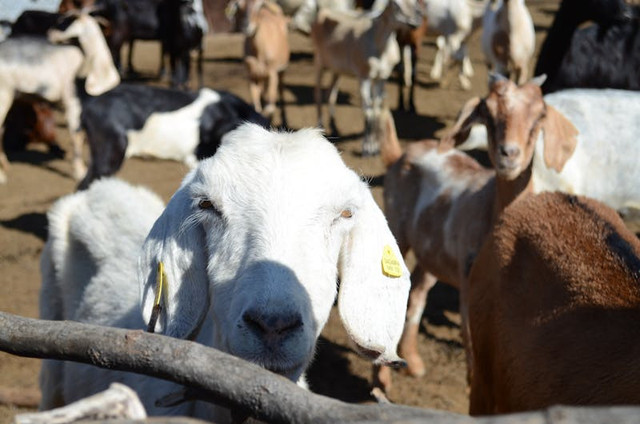 Ilustrasi penyebab kambing jantan kutuan. Foto: Pexels.com/Carolina Gonzalez