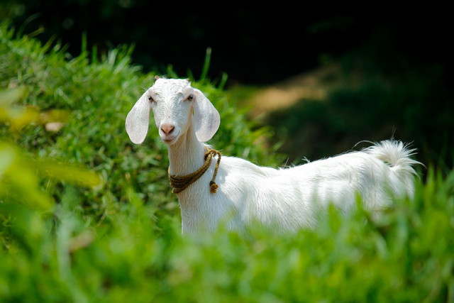 i cara membedakan kambing jantan dan betina, Pexels/Nandhu Kumar