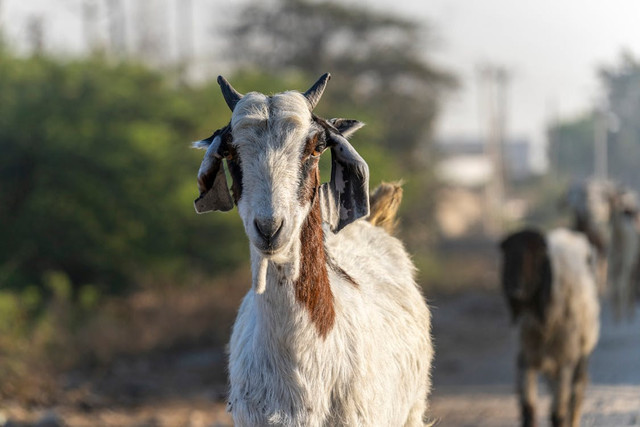 Ilustrasi Penyebab Perut Kambing Buncit. Pexels/Abhishek Navlakha