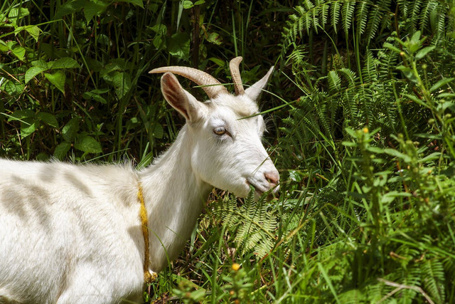 cara agar susu induk kambing banyak, Pexels/Arturo A