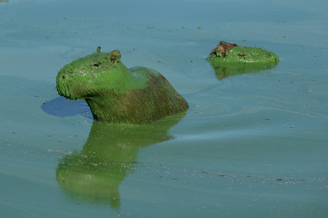 Kapibara (Hydrochoerus hydrochaeris) ditutupi lendir hijau akibat cyanobacteria di danau buatan Salto Grande sebagai bendungan pembangkit listrik tenaga air di Sungai Uruguay, Entre Rios, Argentina pada 13 Februari 2025. Foto: JUAN MABROMATA / AFP