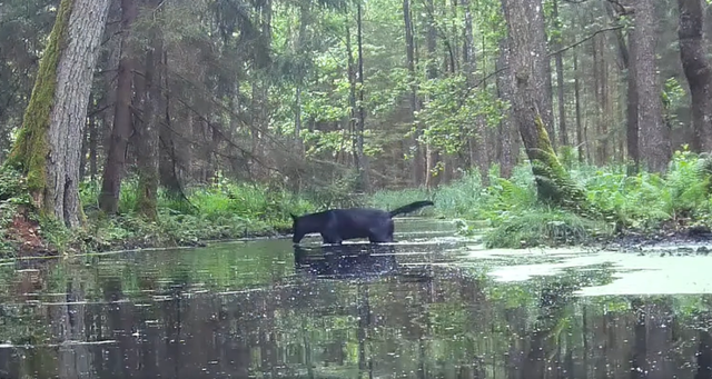 Serigala hitam tertangkap kamera di Polandia.  Foto: SAVE Wildlife Conservation Fund Poland