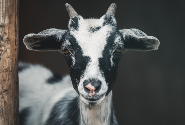 Ilustrasi cara menyuntik kambing. Sumber: Unsplash/Peter LIoyd