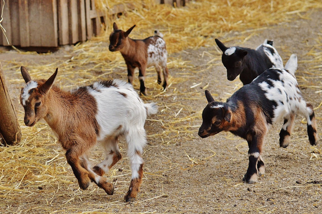 Ilustrasi Penyebab Kambing Teriak Terus, Foto: Unsplash/Alexas_Fotos