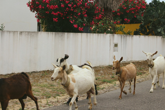 Ilustrasi Penyebab Kambing Kerdil, Foto: Unsplash/Laura