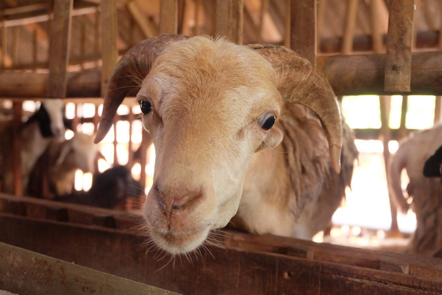 Ilustrasi penyebab kambing tidak bisa gemuk, foto: unsplash/Qamma Farm