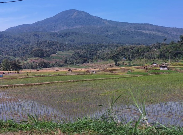 Sawah yang baru ditanami (Dokumentasi pribadi).