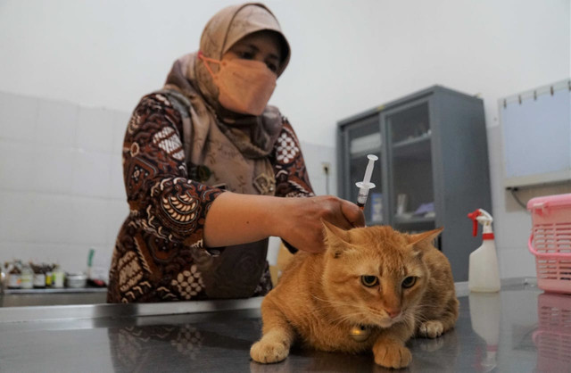 Dokter hewan menyuntikan vaksin pada kucing di Poliklinik Hewan Kota Yogyakarta. Foto: Dok Pemkot Yogya/Pandangan Jogja