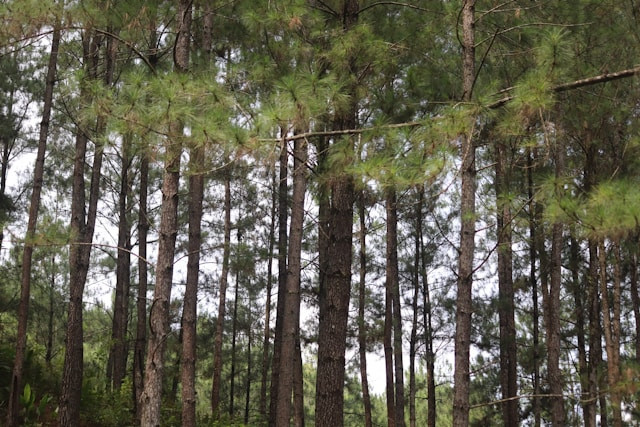 Hutan Pinus Bulu Tanah. Foto Hanya Ilustrasi, Bukan Sebenarnya. Sumber Foto: Unsplash.com/Mufid Majnun