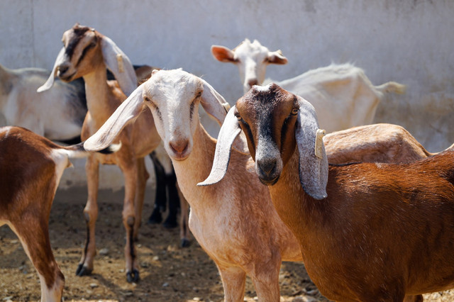 Ilustrasi Cara Merawat Induk Kambing setelah Melahirkan, Foto: Unsplash/orge Salvador