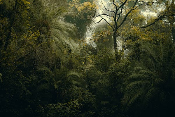 Ilustrasi sinopsis Petaka Gunung Gede. Foto: Pexels.com/Harsh Srivastava