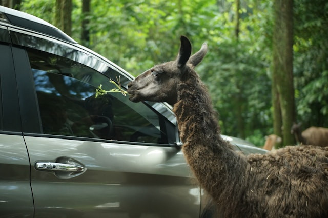 Harga Tiket Taman Safari Prigen 2025. Taman Safari Prigen. Sumber: unsplash/ Fajar Magsyar.