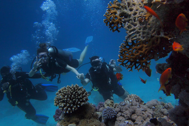 Rekomendasi tempat diving,Pexels/Alex P