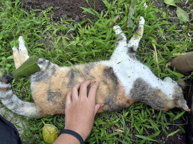 Puluhan kucing di wilayah Kelurahan Jatimulyo, Kecamatan Lowokwaru, Kota Malang, ditemukan mati secara misterius. Foto: Istimewa